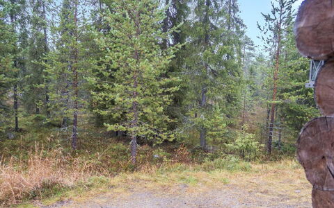 Lapinkoto: Arbre, Feuille, Environnement Naturel, La Nature, Bois, Forêt, Région Sauvage, Communauté Des Plantes, Bosquet