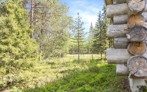 Costa Ruca: Arbre, Environnement Naturel, Bois, Paysage Naturel, Forêt, Région Sauvage, Communauté Des Plantes, Tronc, Des Bois