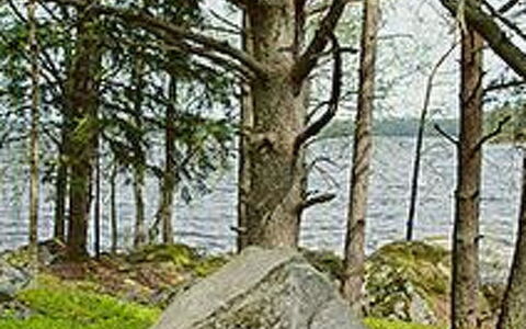 Mäntyniemi: Arbre, Banque, Maison, Chalet, Lac, Étang, Forêt, Cabane En Rondins