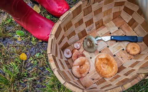 Villa Ebba: Champignons, Panier, Ingrédient, Aliments, Osier, Agaricaceae, Agaricomycetes, Bolete, Produire