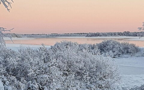 Pikkupöllö: L'Hiver, Branche, Neige, Paysage Naturel, Brindille, Gelé, Gel, La Glace