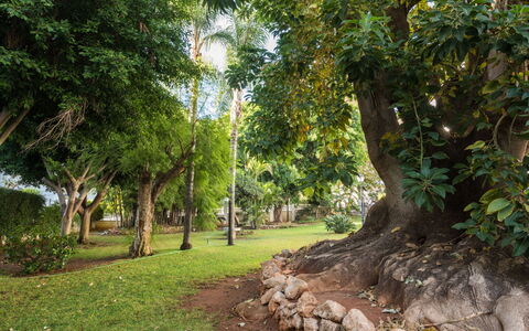 Torremolinos 152: Arbre, Végétation, La Nature, Environnement Naturel, Vert, Réserve Naturelle, Forêt, Botanique, Suppression Des Plantes Ligneuses, Biome