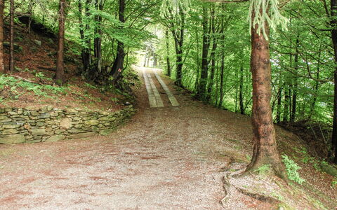 La Cassìna: Arbre, Forêt, Environnement Naturel, La Nature, Des Bois, Piste, Réserve Naturelle, Nord Forest Dur, Paysage Naturel