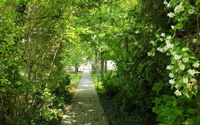Balaton A067