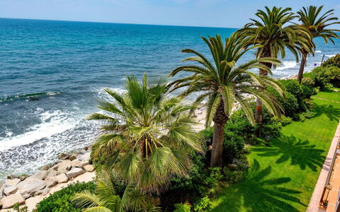 Acuario: Arbre, Végétation, Palmier, Tropiques, Arecales, Plante, Côte, Bleu Azur, Vacances, Suppression Des Plantes Ligneuses