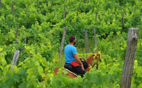 Klen 1: Végétation, Arbre, Plante, Herbe, Forêt, Des Loisirs, Jungle, Arbuste, Plantation