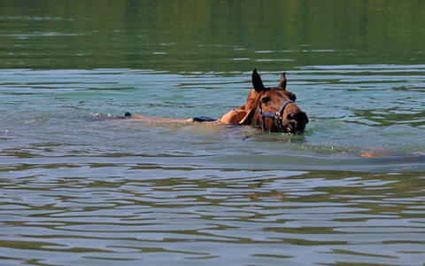 Klen 2: L'Eau, Des Loisirs, Cheval, Faune, Rivière, Faon, Lac