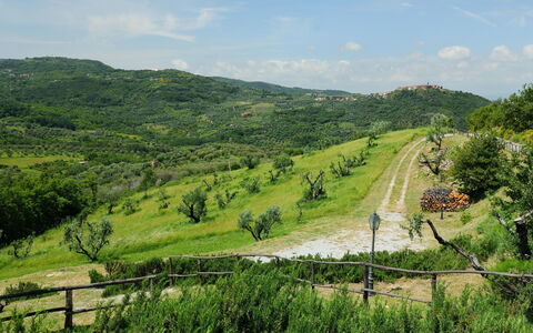 Podere dei Venti: Végétation, Vert, Colline, Paysage Naturel, Zone Rurale, Réserve Naturelle, Montagnes, Arbre, Route, Herbe