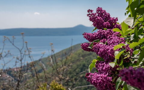 Stefi: Fleur, Plante, Lilas, Violet, Plante À Fleurs, Printemps, Arbre, Lilas, Buddleia, Lilas