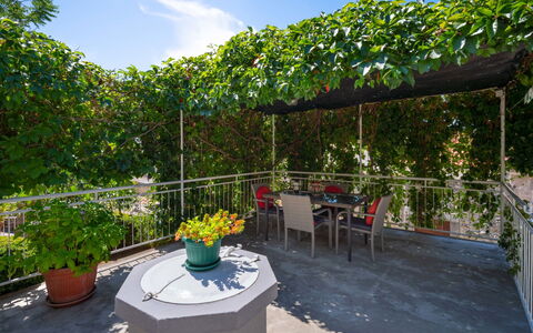 Jelena: Plante, Fleur, Ciel, Propriété, Nuage, Pot De Fleur, Botanique, Table, Plante D'Appartement, Mobilier De Jardin