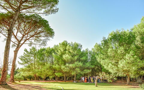 Masseria Lentisco: Arbre, Paysage Naturel, La Nature, Vert, Végétation, Jour, Environnement Naturel, Herbe, Ciel, Suppression Des Plantes Ligneuses