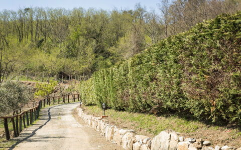 Cantiniere: Arbre, Végétation, Paysage Naturel, Réserve Naturelle, Arbuste, Plante, Mur, Communauté Des Plantes, Botanique, Biome