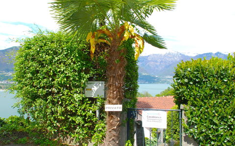 San Nazzaro 25: Arbre, Végétation, Palmier, Arecales, Plante, Suppression Des Plantes Ligneuses, Botanique, Feuille, Arbuste, Immobilier