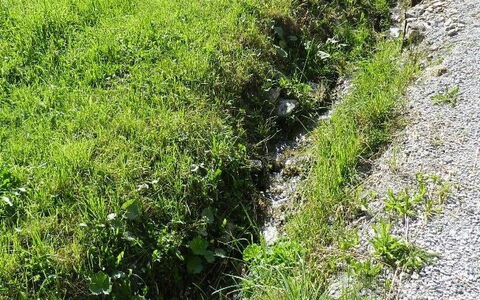 Majelas Heiti: Plante, Communauté Des Plantes, Paysage Naturel, Herbe, Biome, Agriculture, Arbre, Prairie, Couverture De Sol