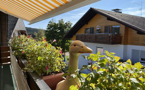 Schleuniger: Plante, Propriété, Ciel, Bâtiment, Arbre, Fenêtre, Ombre, Bois, Maison, Fleur