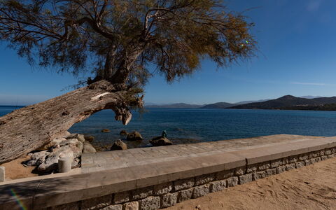 L'Ile Rousse 604: Ciel, L'Eau, Bois, Arbre, Plante, Cotiers Et Relief Océaniques, Tronc, Banque, Suppression Des Plantes Ligneuses, Horizon