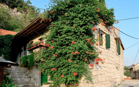 Sonja: Fleur, Arbre, Plante, Mur, Botanique, Maison, Architecture, Quartier, Arbuste