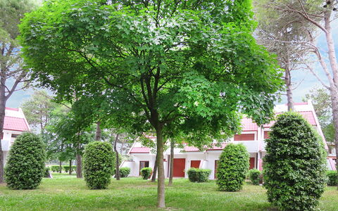Villaggio Marina: Arbre, Vert, Suppression Des Plantes Ligneuses, Plante, Propriété, Feuille, Maison, Printemps, Herbe, Immobilier
