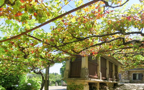 Senhor Do Socorro: Plante, Propriété, Ciel, Branche, Botanique, Brindille, Fenêtre, Végétation, Biome, Arbre