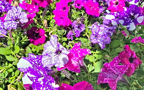 Radstadt 606: Fleur, Pétale, Vert, Jaune, Rose, Violet, Couverture De Sol, Plante À Fleurs, Jardin, Plante Herbacée