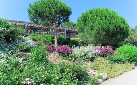 Porto Vecchio 658: Plante, Fleur, Ciel, Communauté Des Plantes, Vert, Arbre, Paysage Naturel, Lot Terre, Herbe, Suppression Des Plantes Ligneuses