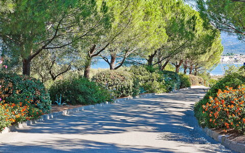 Saint-Florent 606: Arbre, La Nature, Végétation, Paysage Naturel, Feuille, Botanique, Suppression Des Plantes Ligneuses, Printemps, Plante, Passerelle