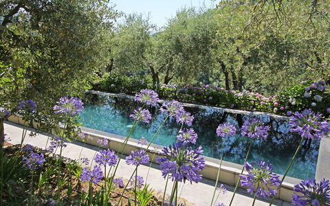 Macennere: La Nature, Jardin, Lavande, Fleur, Violet, Paysage Naturel, Plante, Botanique, Printemps, Arbre