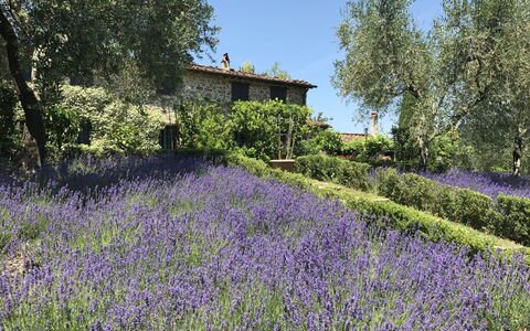 Macennere: Lavande, Anglais Lavande, Fleur, Lavande, Plante, Végétation, Paysage Naturel, Jardin, Printemps, Botanique