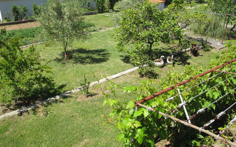 Zadar 618: Plante, Meubles, Propriété, Fenêtre, Chaise, Bâtiment, Bois, Éclairage, Pot De Fleur, Architecture