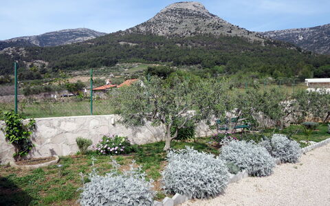Lucije: Région Sauvage, Botanique, Communauté Des Plantes, Arbre, Printemps, Montagne, Jardin, Chaparral, Plante, Fleur