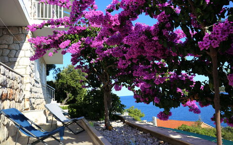 Korčula Korčula 606: Bougainvillea, Fleur, Arbre, Violet, Rose, Plante, Printemps, Lilas, Suppression Des Plantes Ligneuses, Magenta