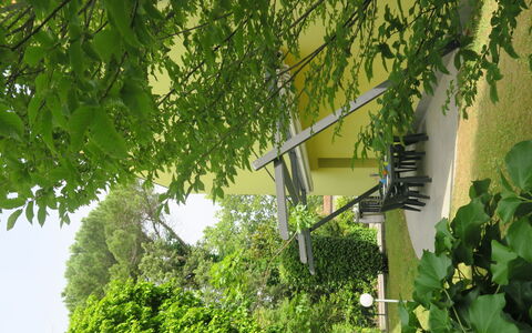 Begonie: Plante, Feuille, Fenêtre, Branche, Végétation, Fleur, Ciel, Arbre, Lumière Du Soleil, Herbe