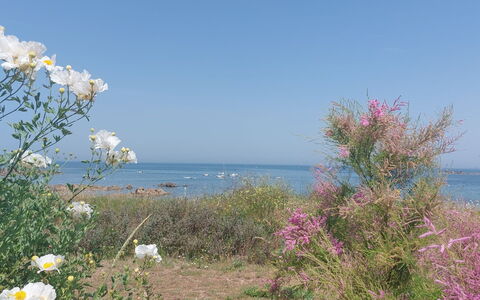 Le Sémaphore: Fleur, Arbuste, Mer, Cotiers Et Relief Océaniques, Côte, Communauté Des Plantes, Océan, Plante À Fleurs, Plage, Wildflower