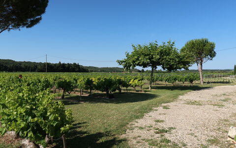 La Cardeline: Ciel, Plante, Communauté Des Plantes, Paysage Naturel, Arbre, Lot Terre, Agriculture, Plaine, Herbe, Paysage