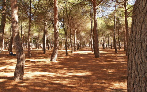 Argelès sur Mer 629: Bois, Arbre, Branche, Paysage Naturel, Ombre, Plante, Lumière Du Soleil, Tronc, À Feuilles Caduques