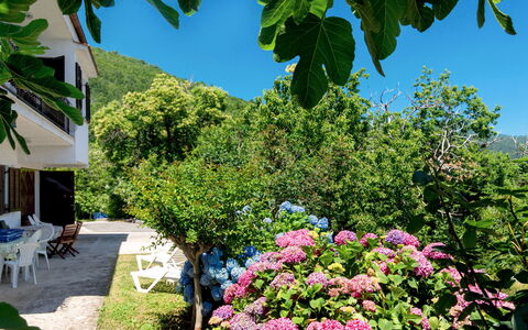 Luka: Fleur, Plante, Jardin, Botanique, Arbre, Printemps, Arbuste, Immobilier, Été, Hortensia