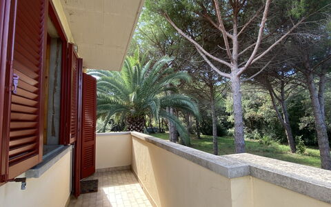 Pineforest: Bâtiment, Plante, Arbre, Ombre, Design Intérieur, Arecales, Bois, Zone Résidentielle, Façade, Immobilier