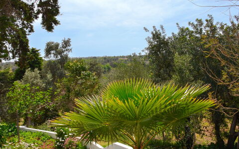 Neves i: Plante, Nuage, Ciel, Communauté Des Plantes, Paysage Naturel, Lot Terre, Terrestre Des Plantes, Arecales, Herbe, Arbre