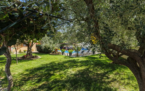 Poreč 649: Feuille, Végétation, Arbuste, Jardin, Printemps, Tronc, Ombre, Suppression Des Plantes Ligneuses, Lumière Du Soleil, Pelouse