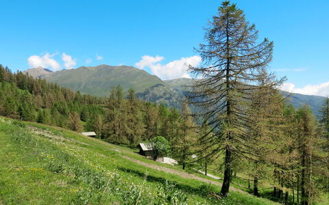 Casot Pra Viei: Arbre, Montagnes Relief, Paysage Naturel, La Nature, Région Sauvage, Montagne, Environnement Naturel, Larix Lyalliisubalpine Mélèze, Biome, Chaîne De Montagnes