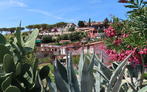 Capoliveri 620: Végétation, Fleur, Plante, Botanique, Agave, Jardin Botanique, Plante À Fleurs, Paysage, Jardin, Cactus