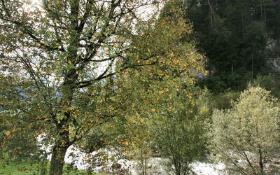 Ratschnhof