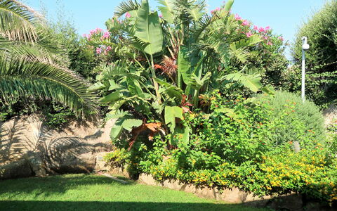 La Dolce Vita: Plante, Végétation, Arbre, Famille Banane, Fleur, Jardin, Botanique, Herbe, Feuille, Jardin Botanique