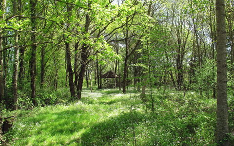 Alexandre: Plante, Arbre, Bois, Paysage Naturel, Terrestre Des Plantes, Tronc, Biome, Ombre, Couverture De Sol, À Feuilles Caduques