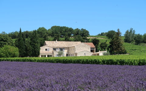 La Machotte: Lavande, Champ, Lavande, Anglais Lavande, Ferme, Propriété, Zone Rurale, Fleur, Plante, Famille Grass