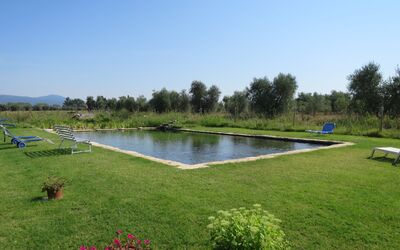 Roccastrada 623: Plante, Paysage Naturel, Jardin, Lot Terre, Arbuste, Cour, Piscine, Parc, Pelouse, Aménagement Paysager