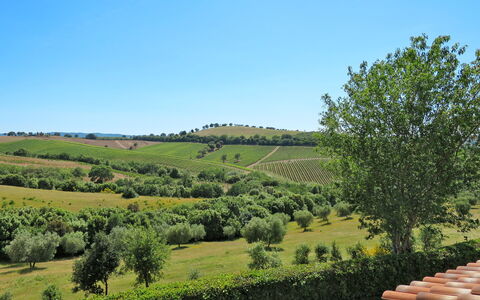 Istia D'Ombrone 602: Paysage Naturel, Zone Rurale, Lot Terre, Colline, Arbre, Prairie, Champ, Ferme, Plaine, Plantation