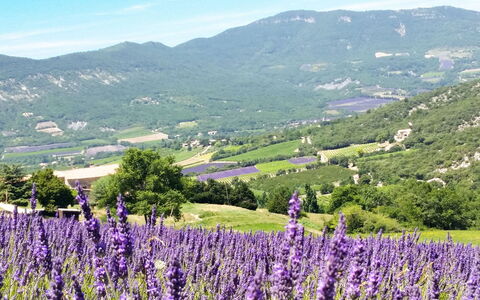 Le Cèdre: Ciel, Fleur, Montagne, Plante, Écorégion, Nuage, Vert, Paysage Naturel, Agriculture, Lavande