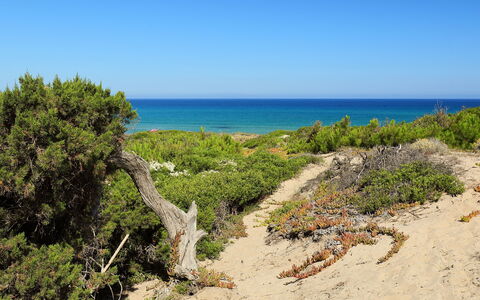 Baia delle Mimose: Végétation, Côte, Plage, Rive, Mer, Paysage Naturel, Environnement Naturel, Communauté Des Plantes, Ciel, Réserve Naturelle