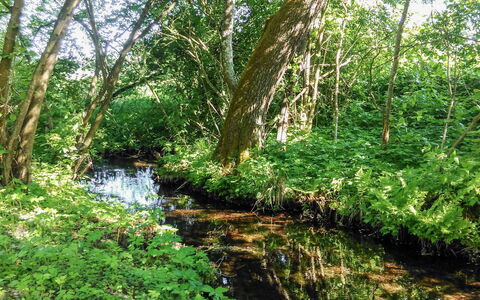 Zatylówka Dom Na Wyspie: Paysage Naturel, Réserve Naturelle, Végétation, Environnement Naturel, Arbre, La Nature, Riparienne, Ripisylve, Forêt, Cours D'Eau